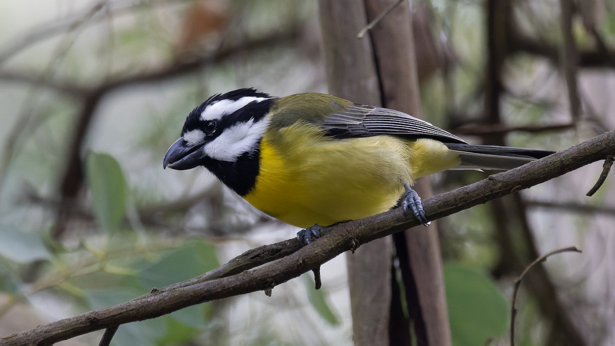 Eastern Shrike-tit - David Newell