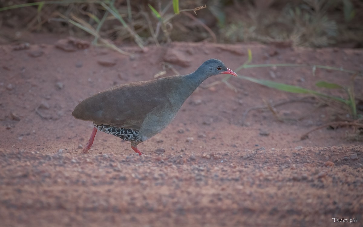 Small-billed Tinamou - ML606952621