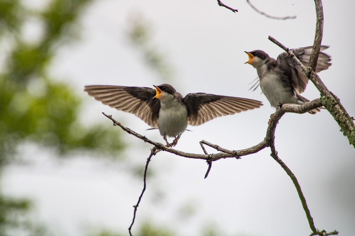 Tree Swallow - ML606952771