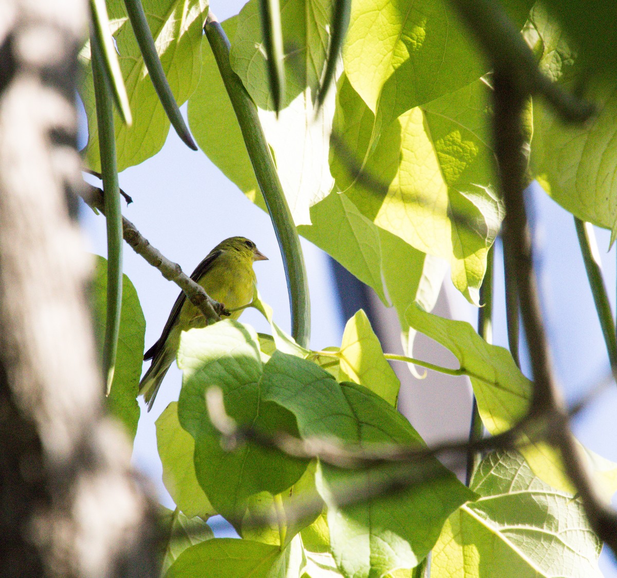 American Goldfinch - ML606953001