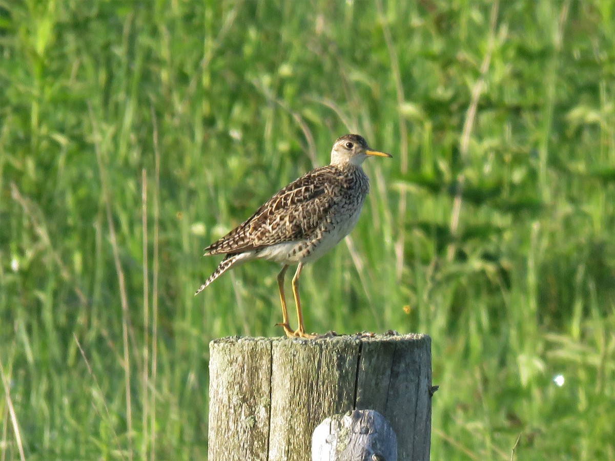 Upland Sandpiper - Mike Ferguson