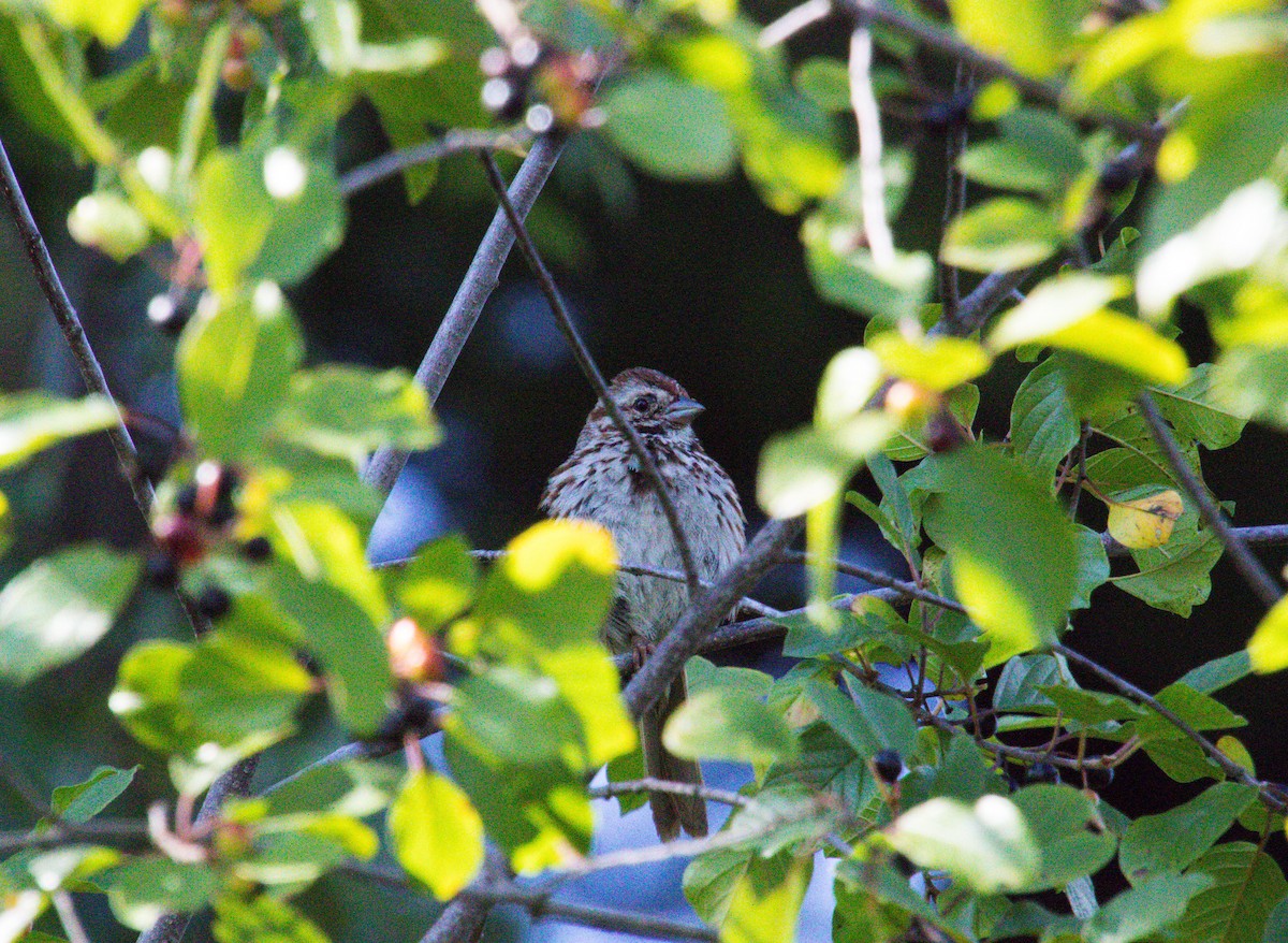 Song Sparrow - ML606953071