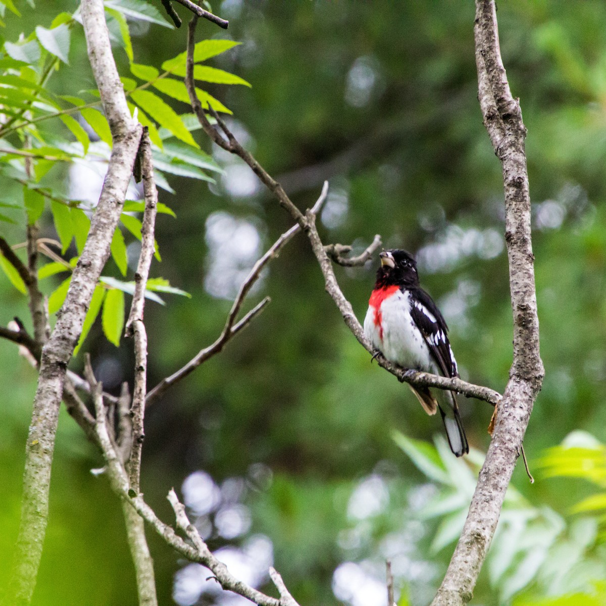 Rose-breasted Grosbeak - ML606953091