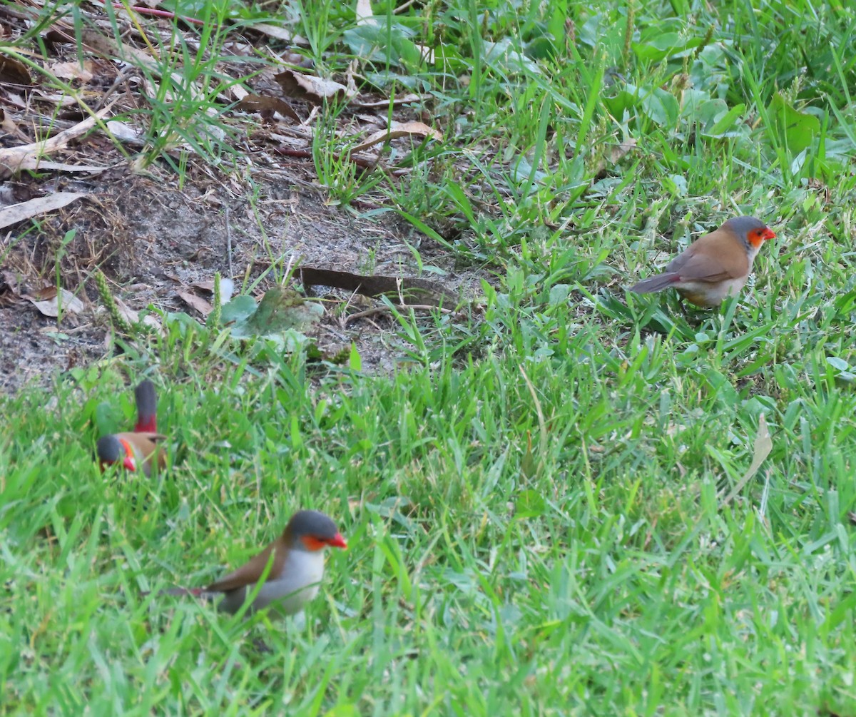 Orange-cheeked Waxbill - ML606953571