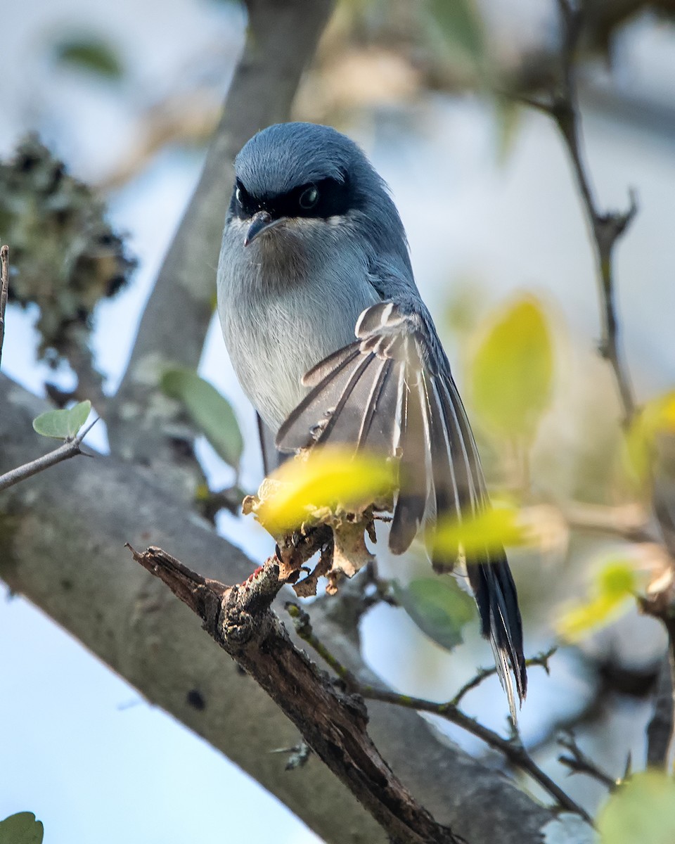 Masked Gnatcatcher - ML606953631