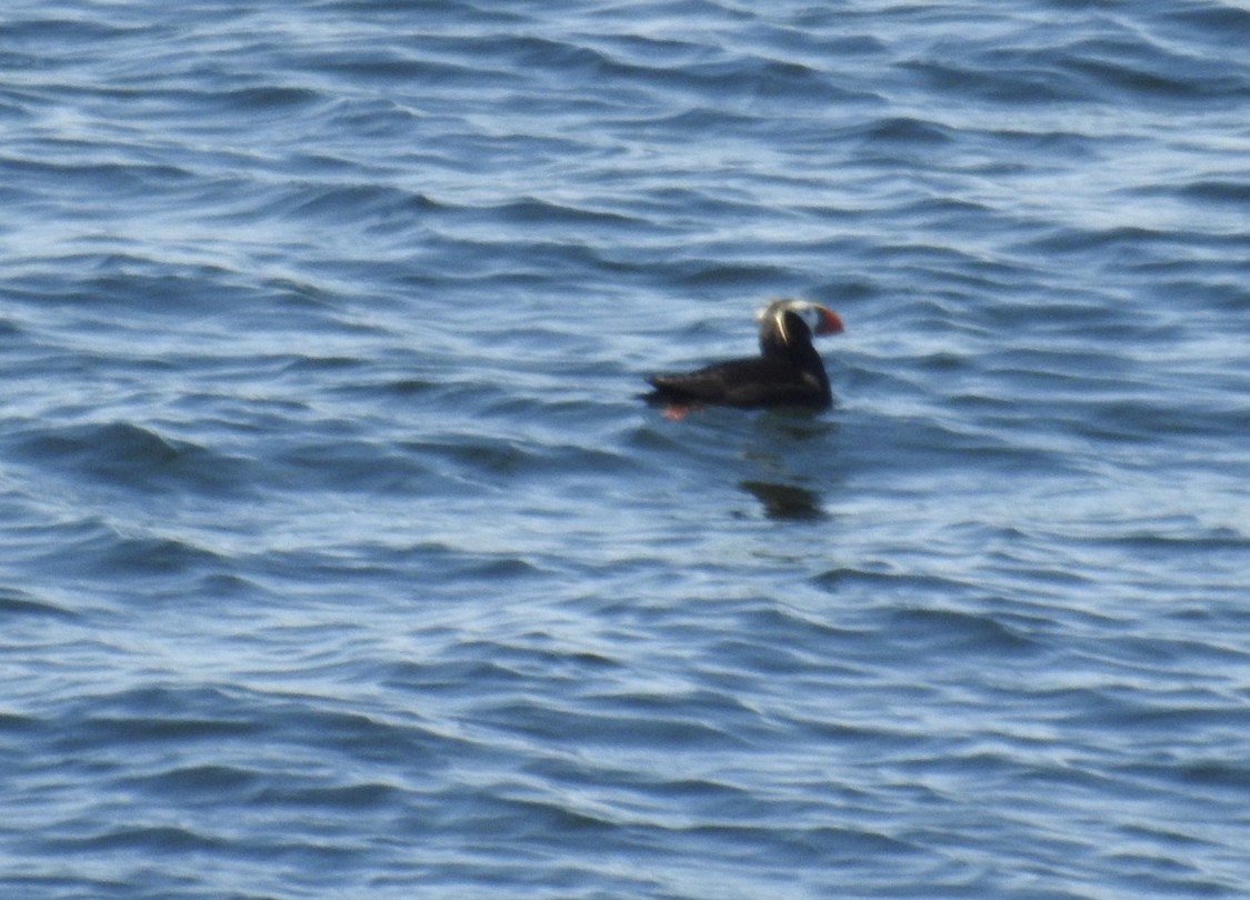 Tufted Puffin - ML606954061