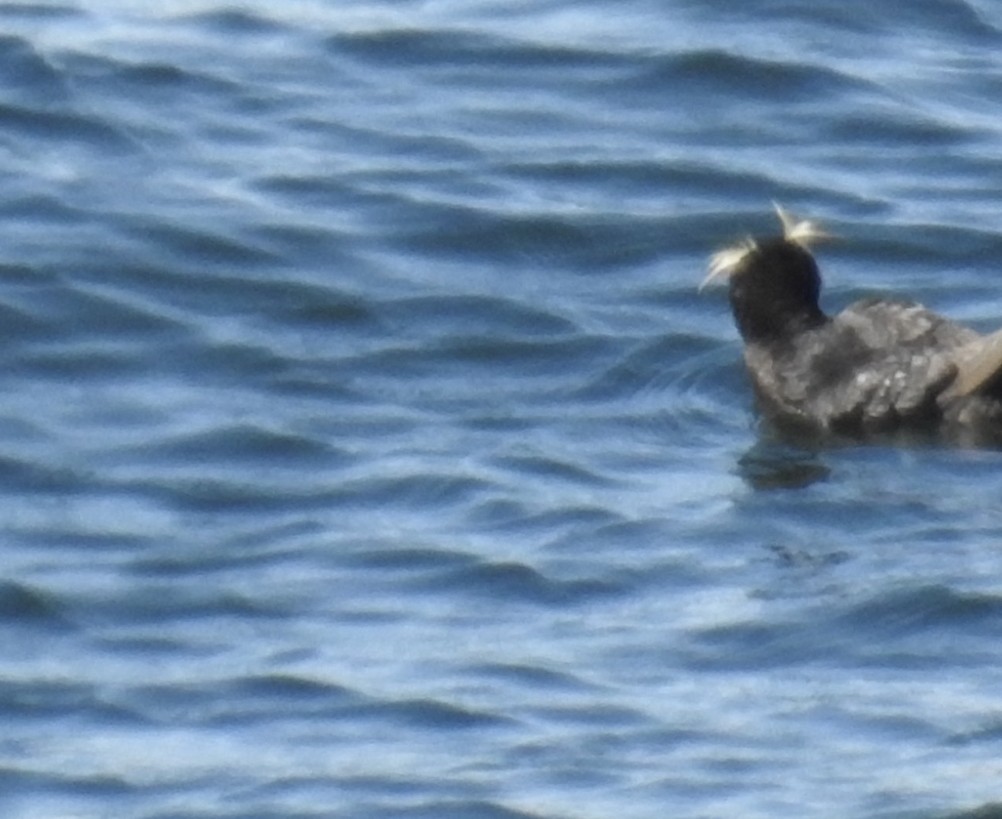 Tufted Puffin - ML606954071