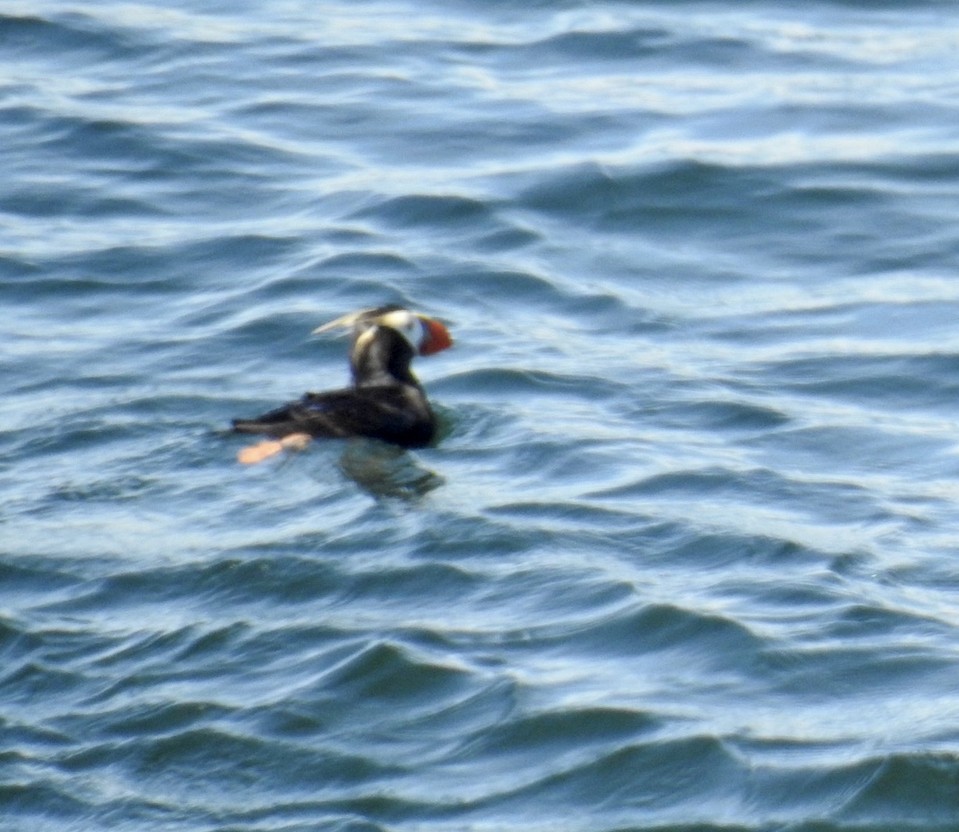 Tufted Puffin - ML606954081