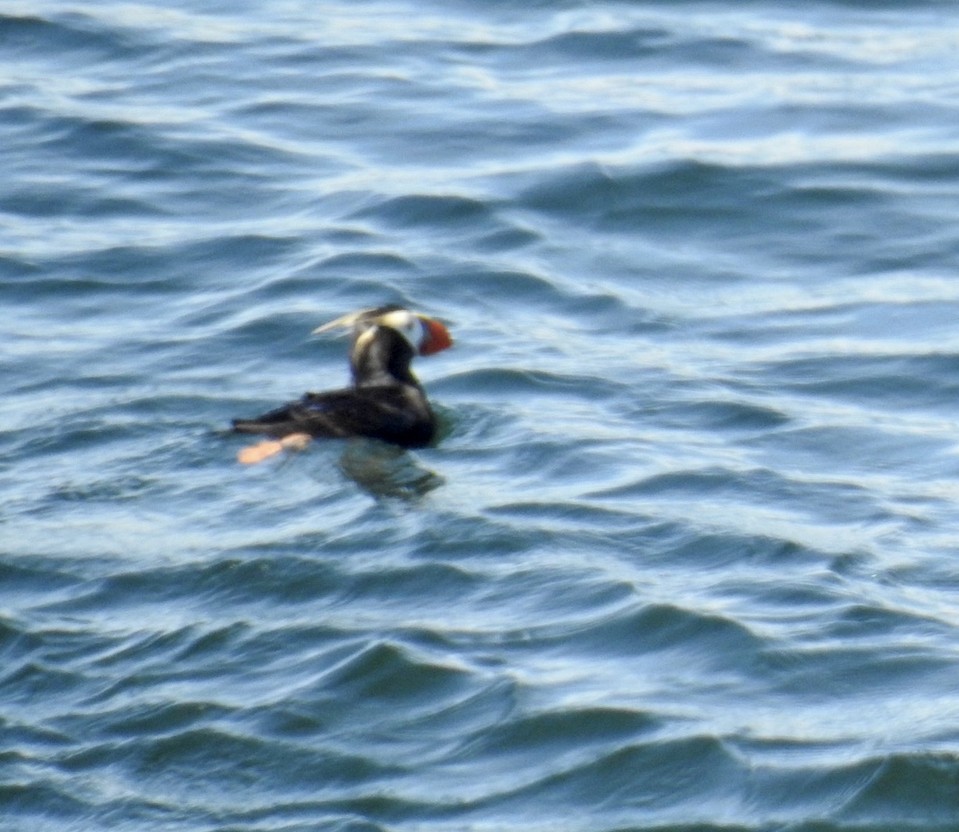 Tufted Puffin - Bob Meier