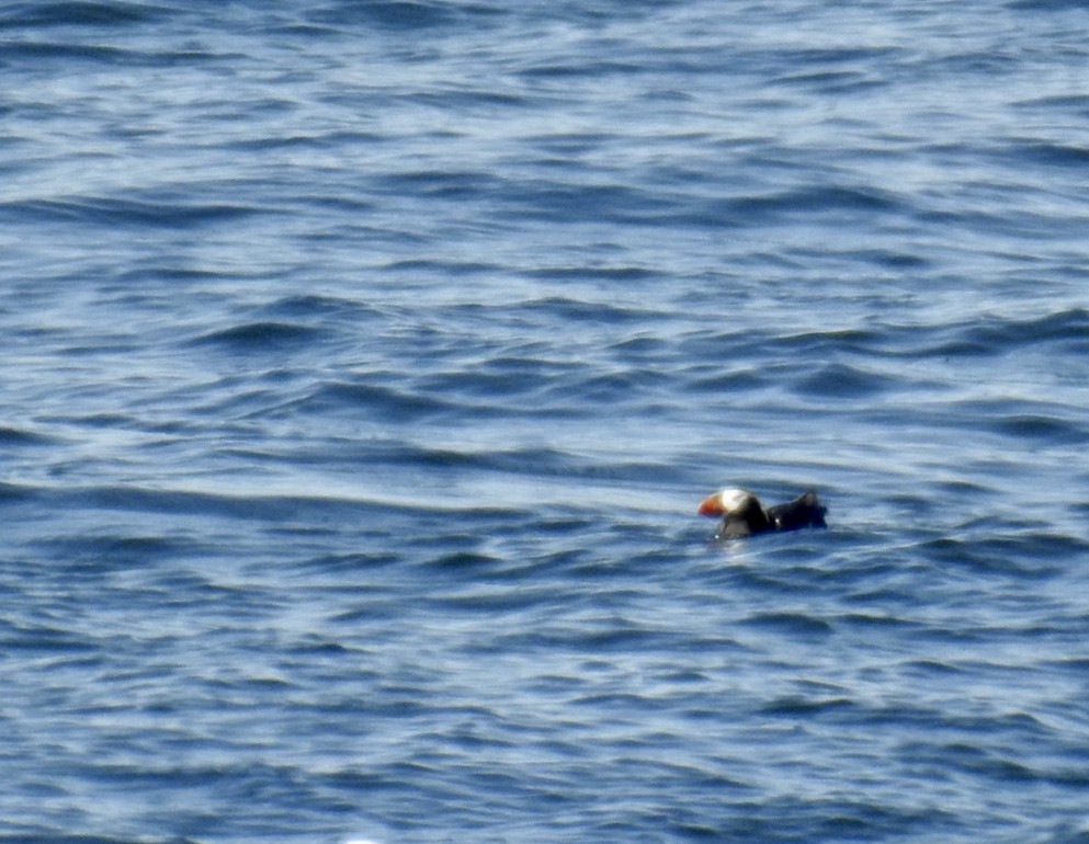 Tufted Puffin - ML606954101