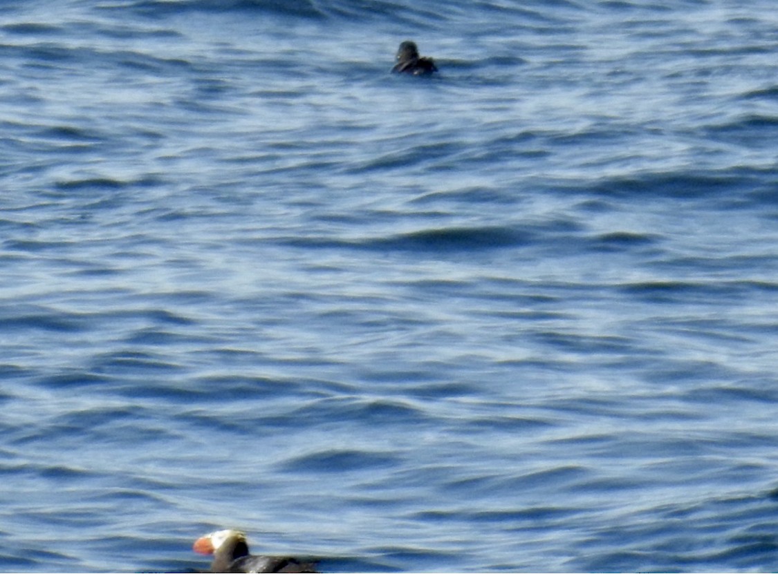 Tufted Puffin - ML606954111