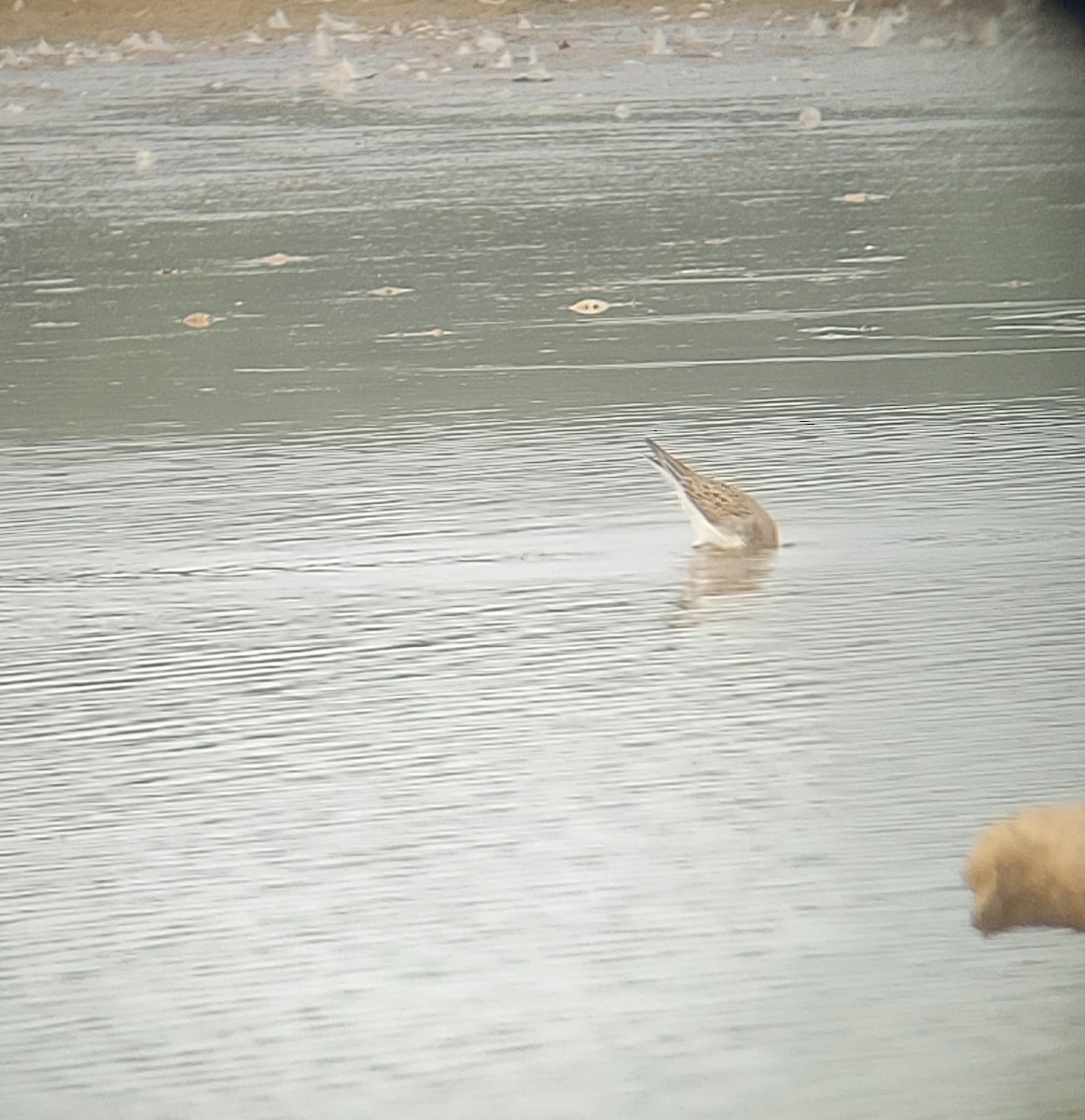 White-rumped Sandpiper - ML606954261