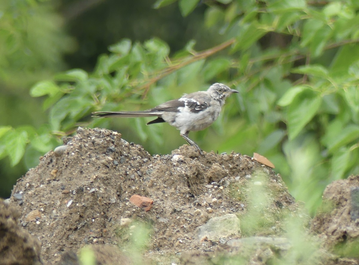 Northern Mockingbird - ML606954891