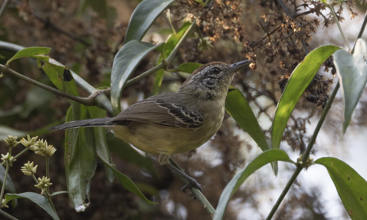 Yellow-breasted Antwren - ML606956321