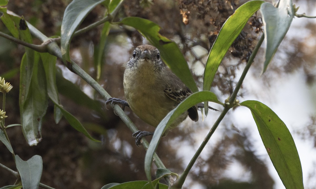 Yellow-breasted Antwren - ML606956331