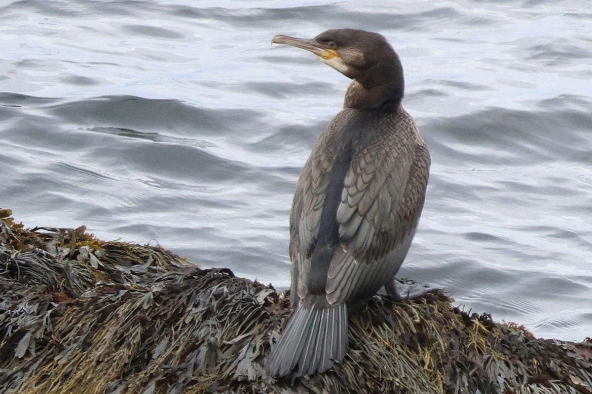 Тураг гогой - ML606956691