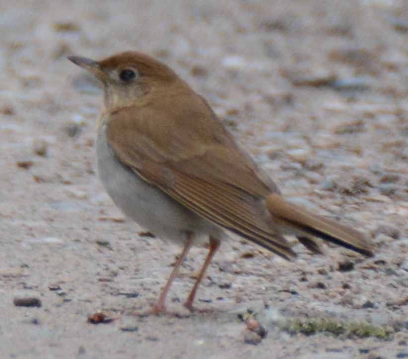 Veery - ML60695671