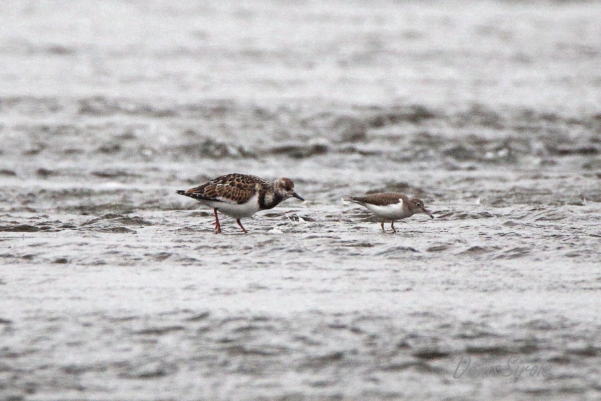 Ruddy Turnstone - ML606956821