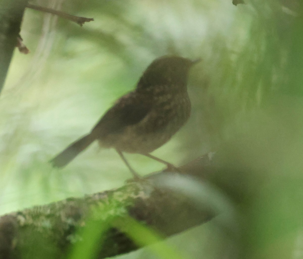 Collared Bush-Robin - ML606957971