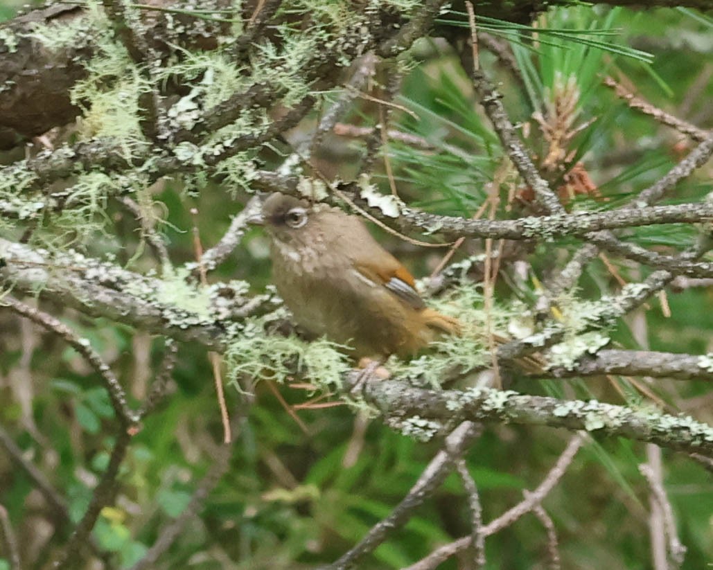 Taiwan Fulvetta - David Bates