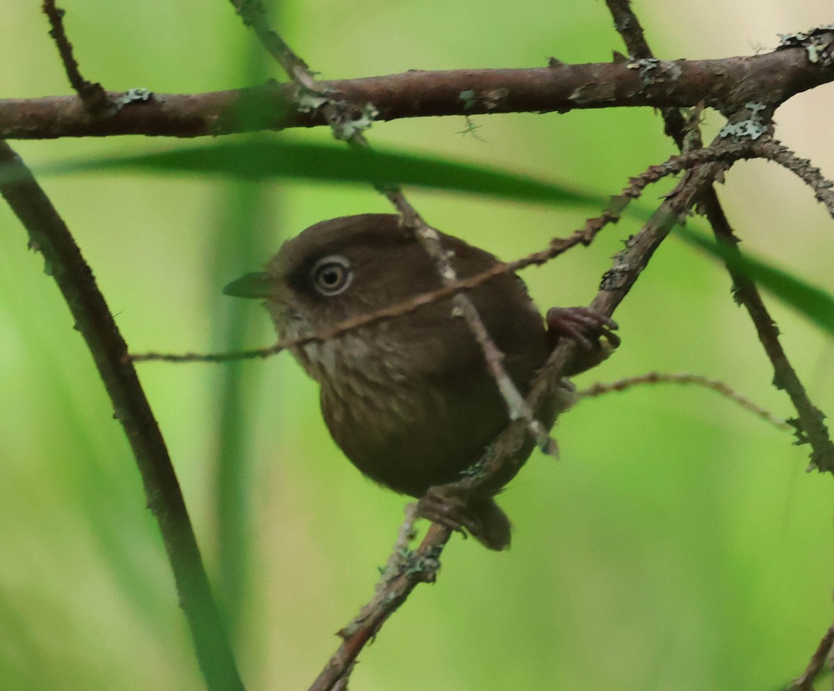 Taiwan Fulvetta - David Bates