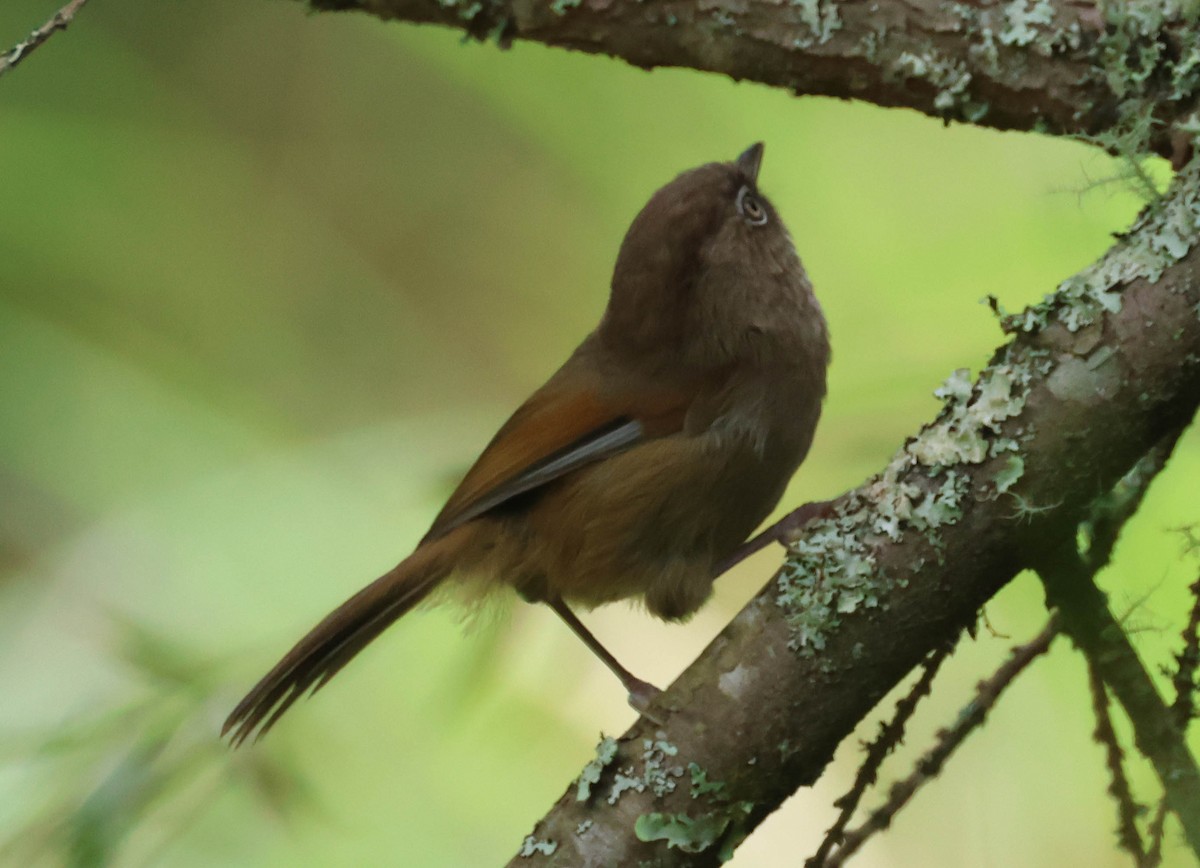 Taiwan Fulvetta - ML606958211