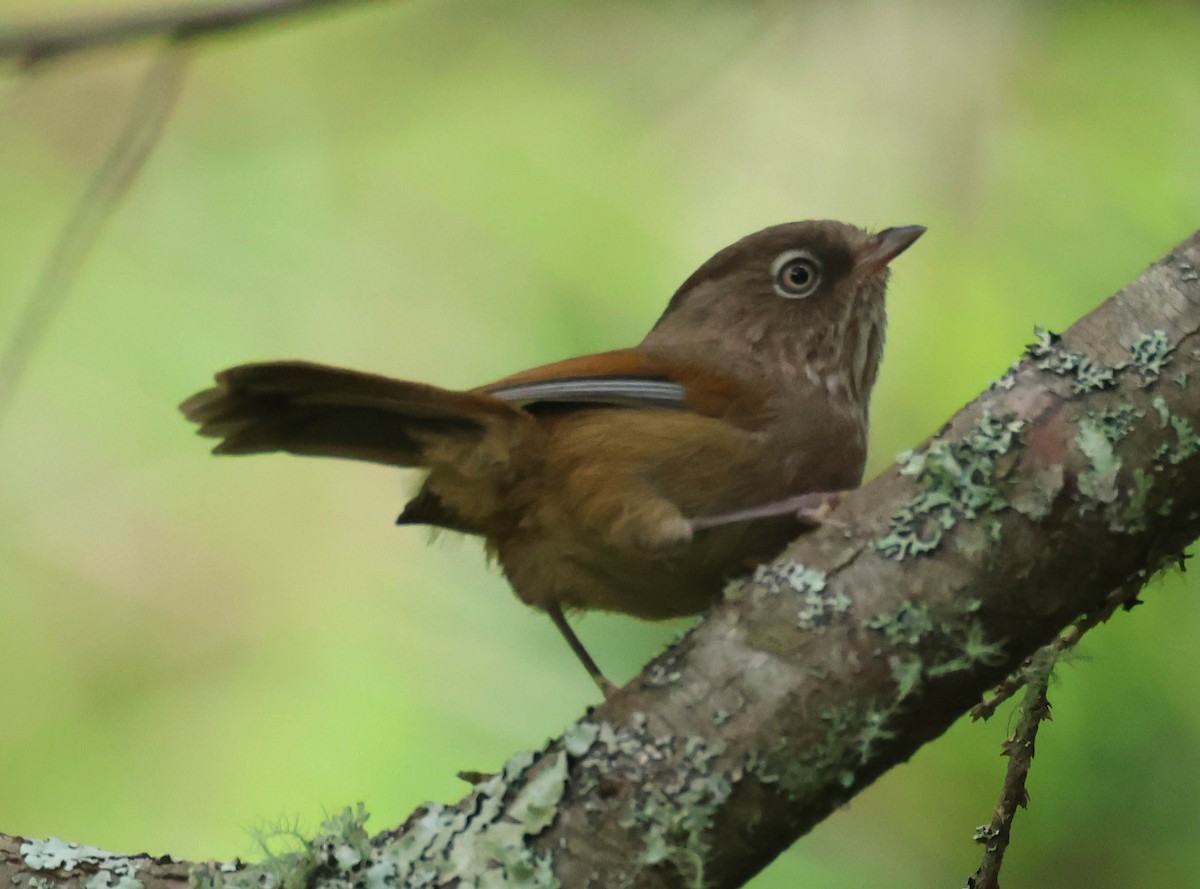 Taiwan Fulvetta - ML606958221