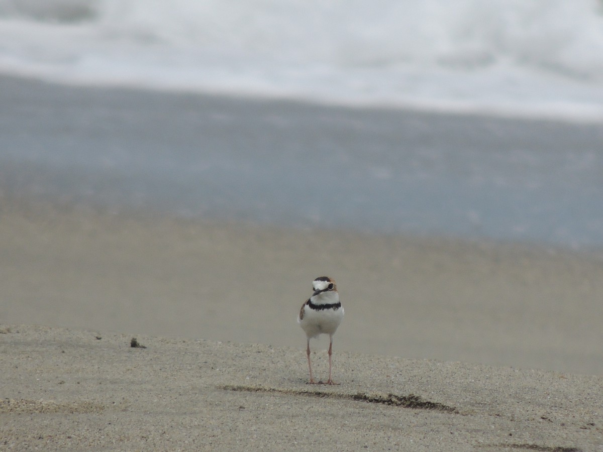 Collared Plover - Carolina Dávila