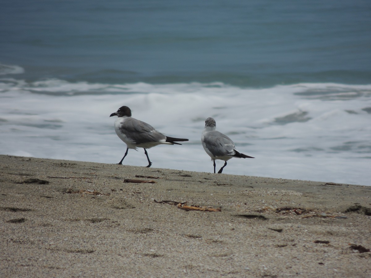 Laughing Gull - Carolina Dávila