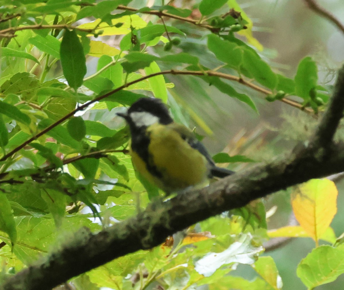 Green-backed Tit - ML606958581