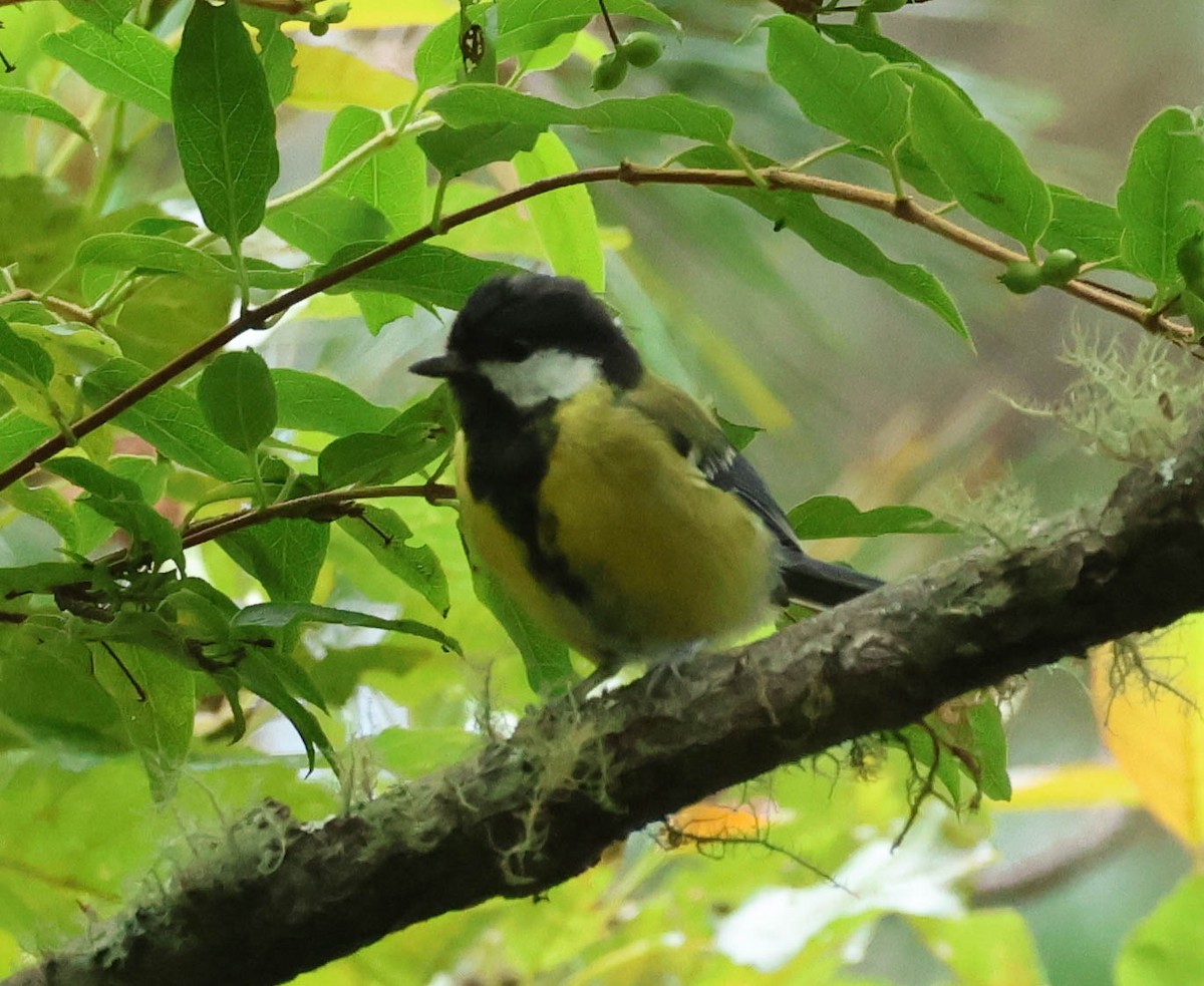Green-backed Tit - ML606958591