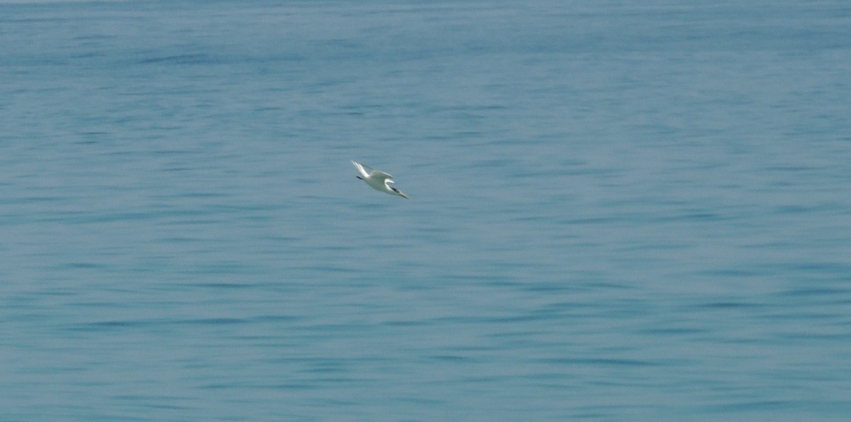 Sandwich Tern - ML606958621