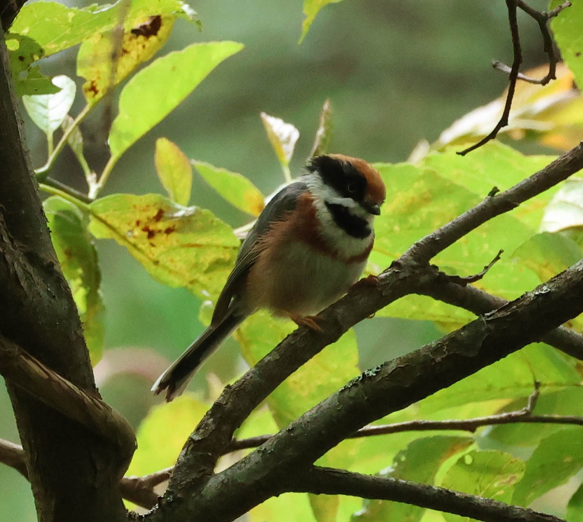 Black-throated Tit (Black-throated) - ML606958861