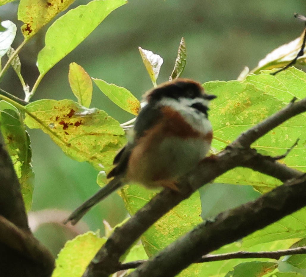 Black-throated Tit (Black-throated) - ML606958871