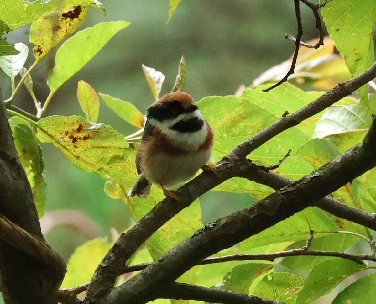 Black-throated Tit (Black-throated) - ML606958881