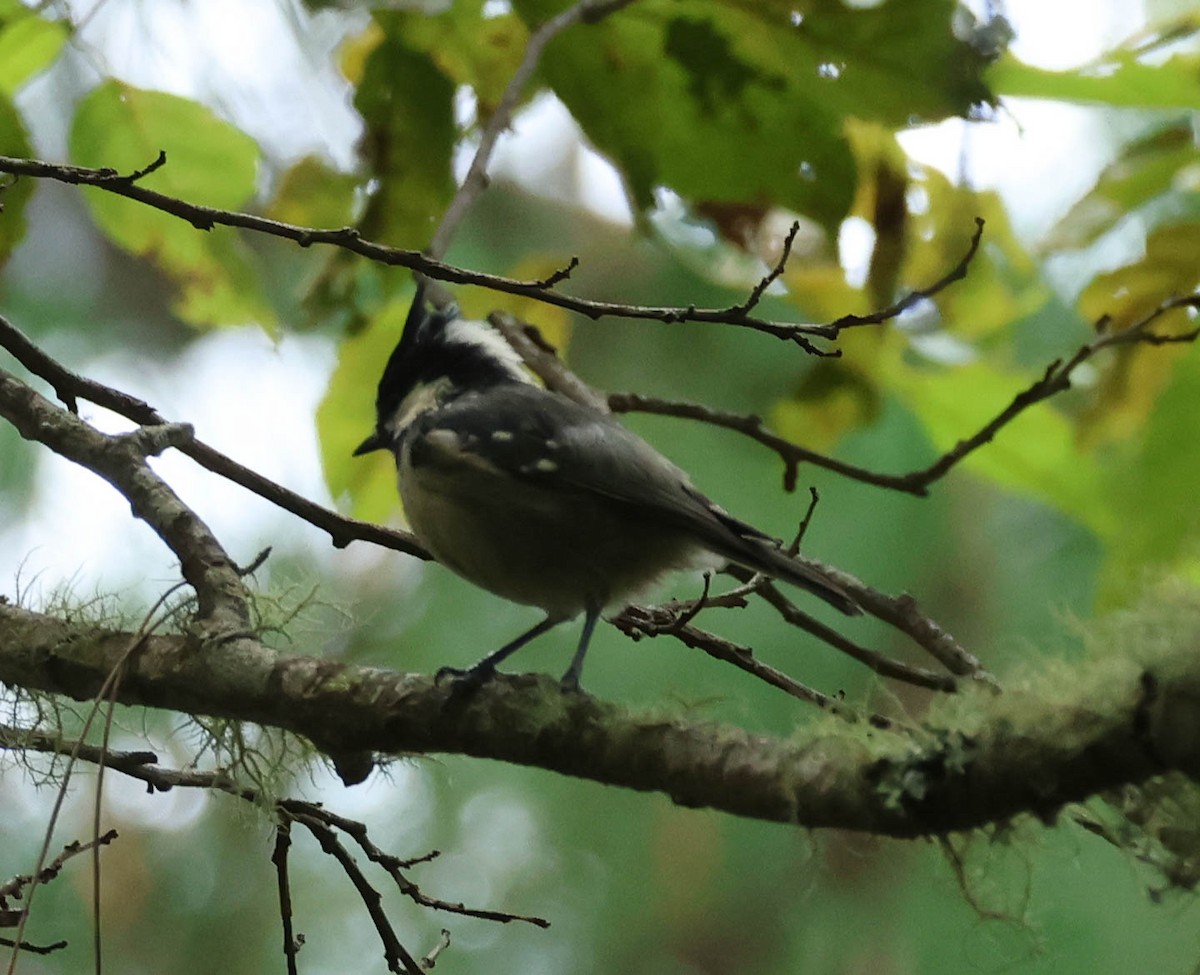 Coal Tit (Chinese) - ML606959001