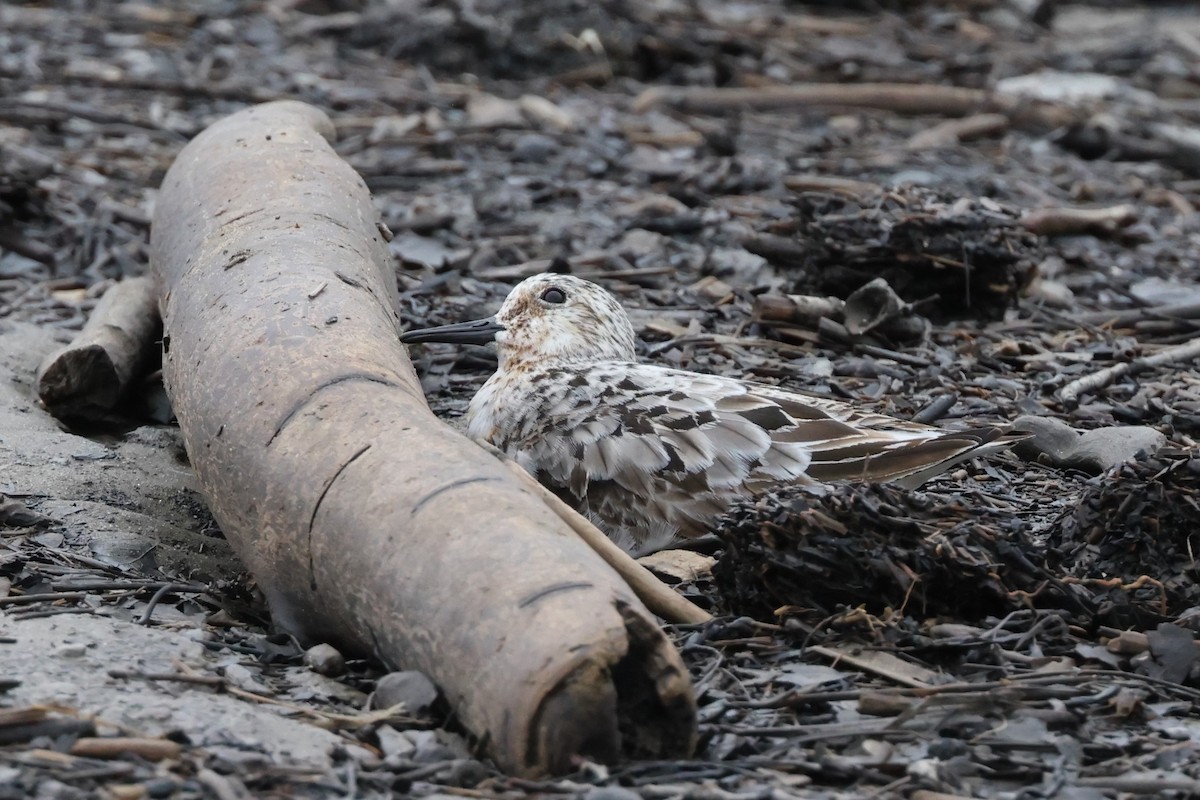 Sanderling - Charlie Kaars