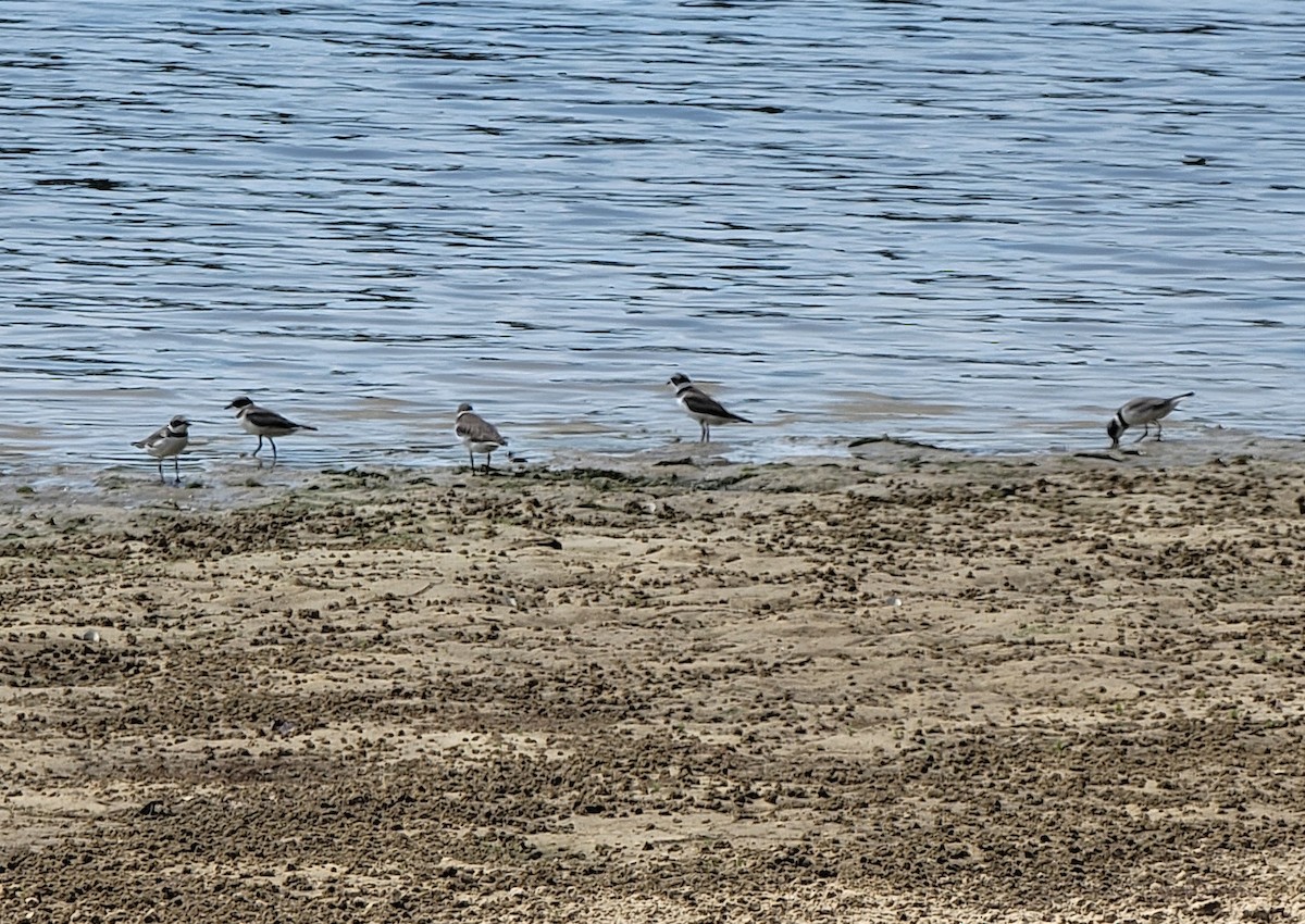 Semipalmated Plover - ML606959101