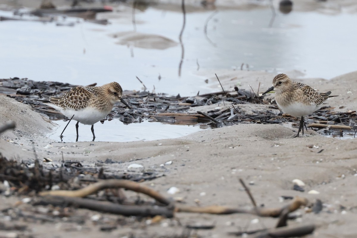 Baird's Sandpiper - ML606959191