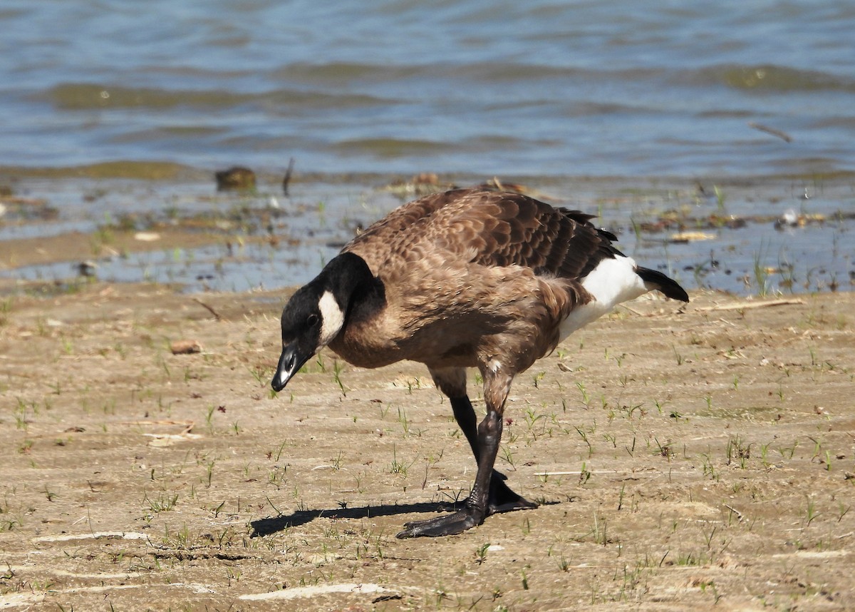 Canada Goose - ML606959281