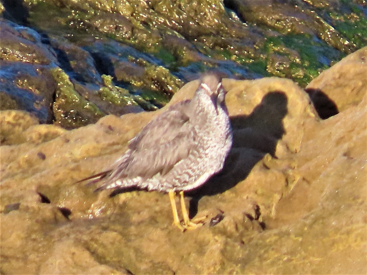 Wandering Tattler - Maggie Smith