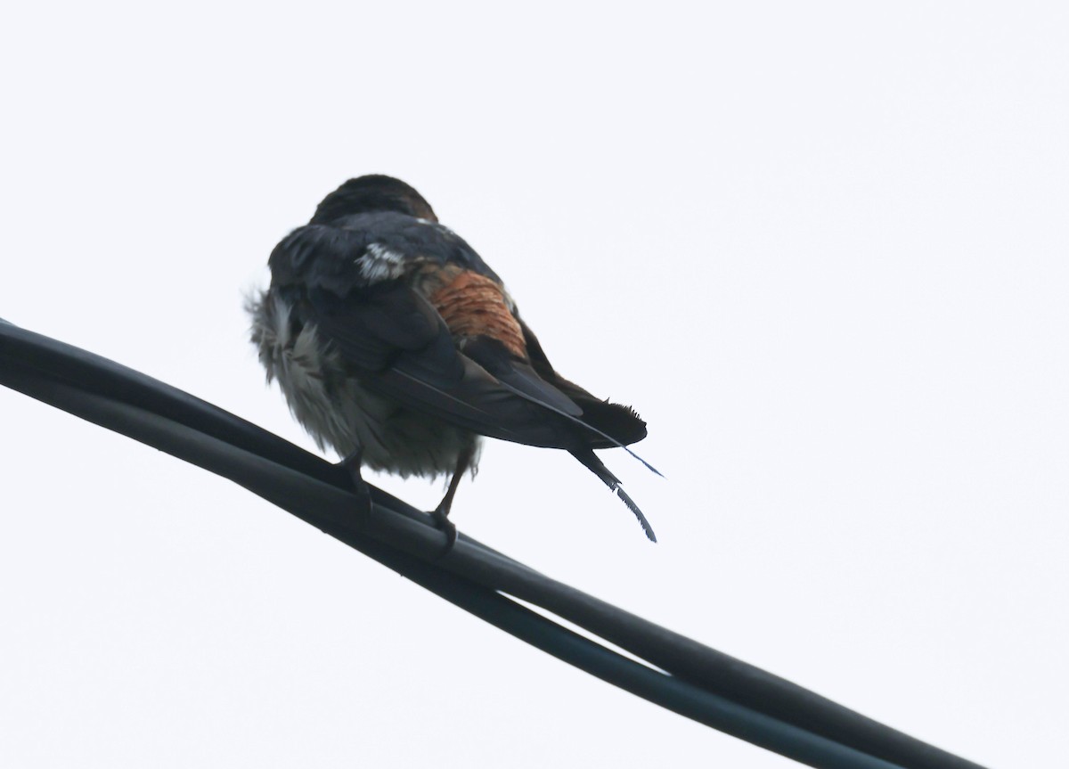 Striated Swallow - ML606959571