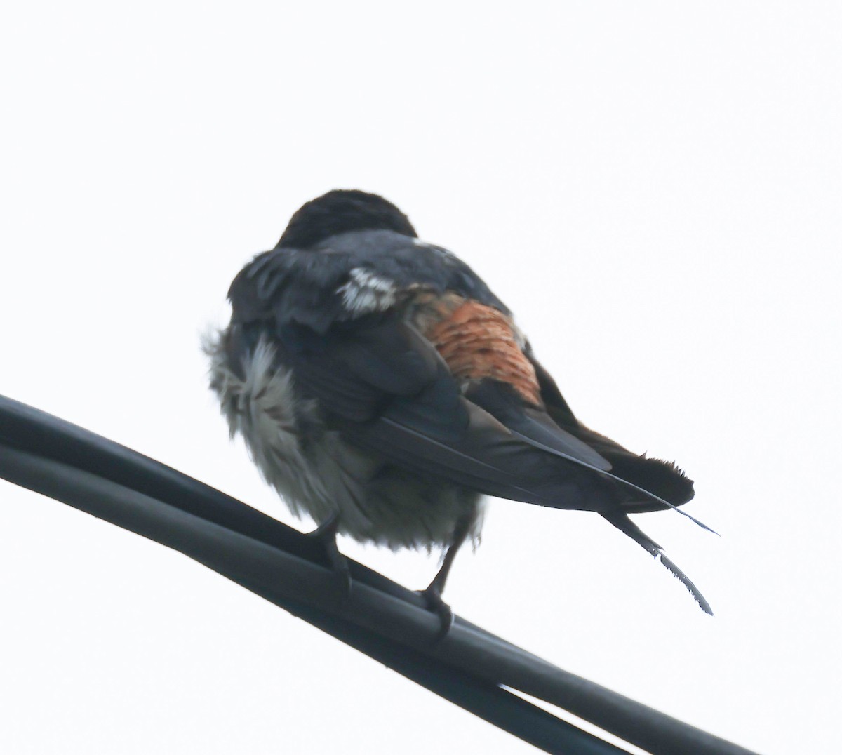 Striated Swallow - ML606959581