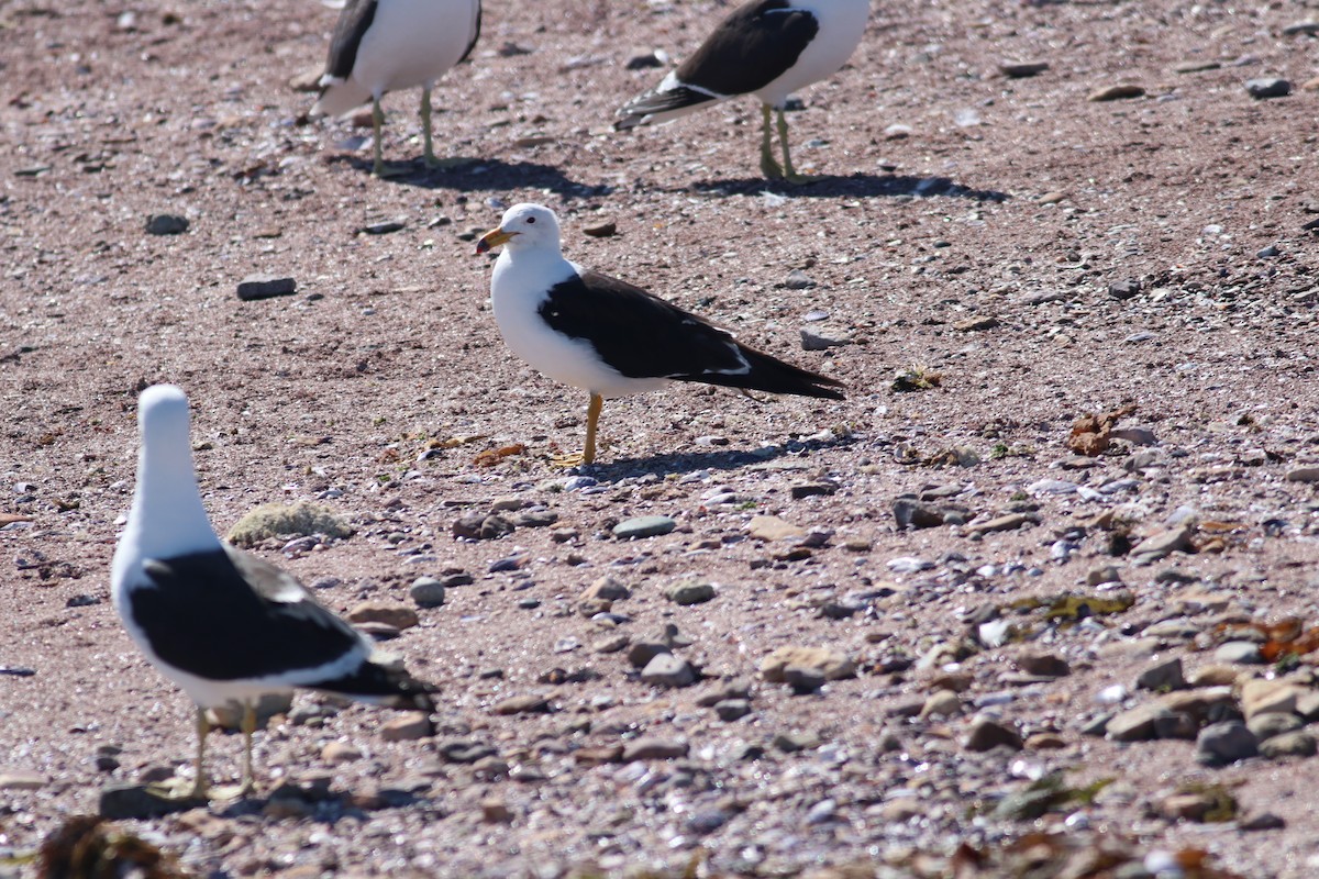 Olrog's Gull - ML606959741