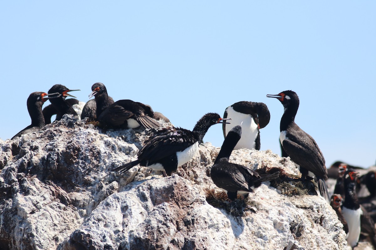 Magellanic Cormorant - ML606960341