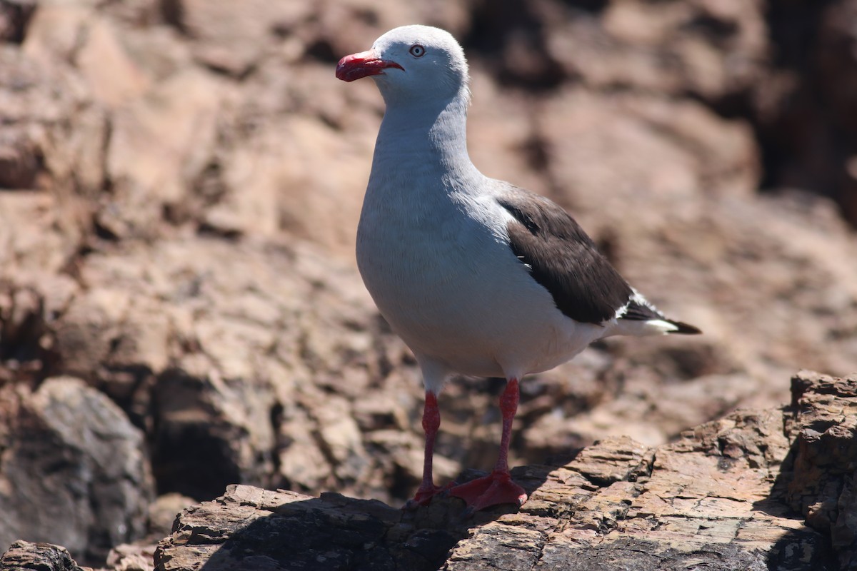 Dolphin Gull - ML606960471