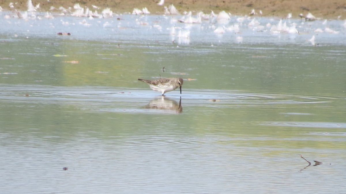 White-rumped Sandpiper - ML606960961
