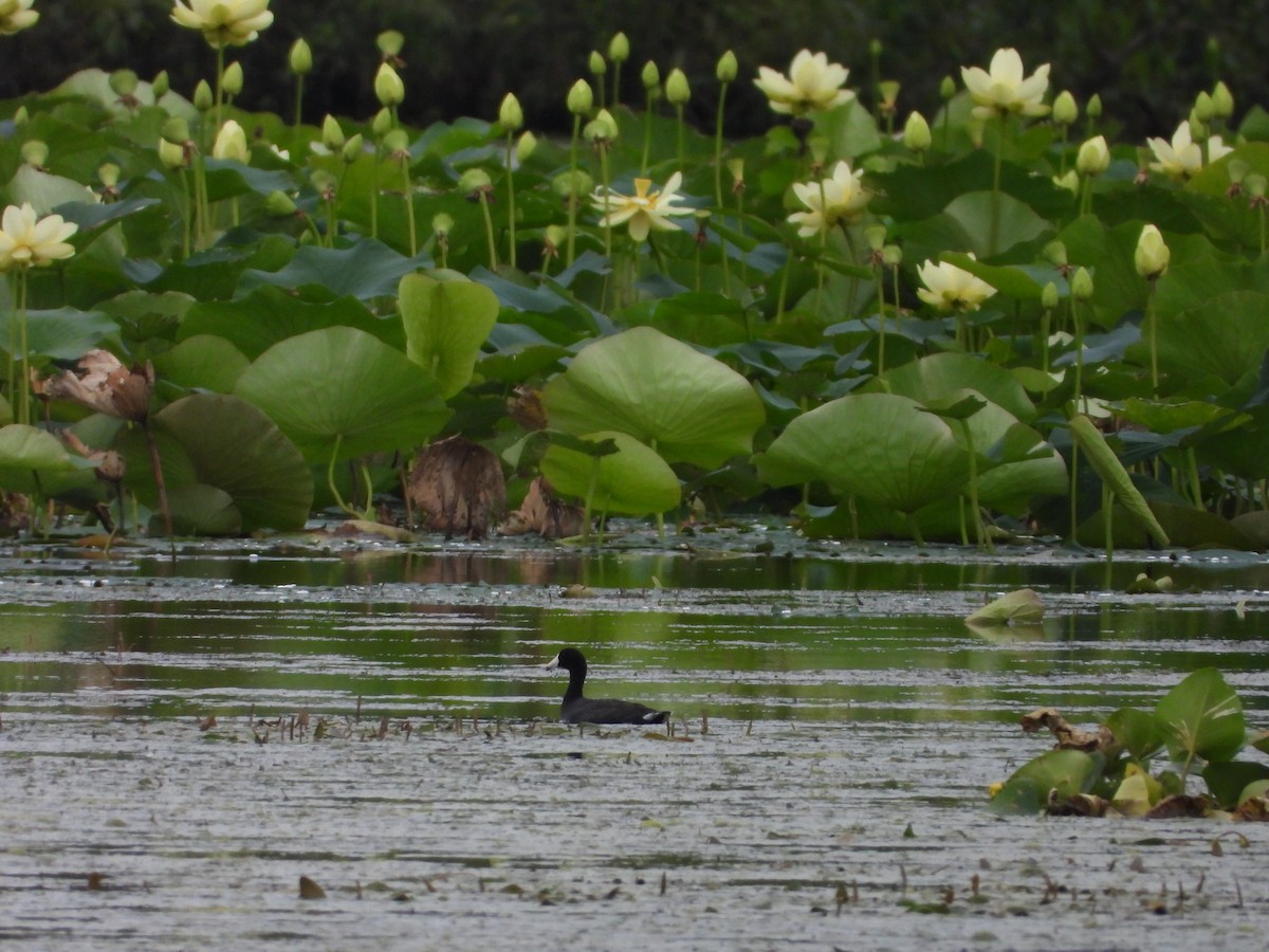 American Coot - ML606961201