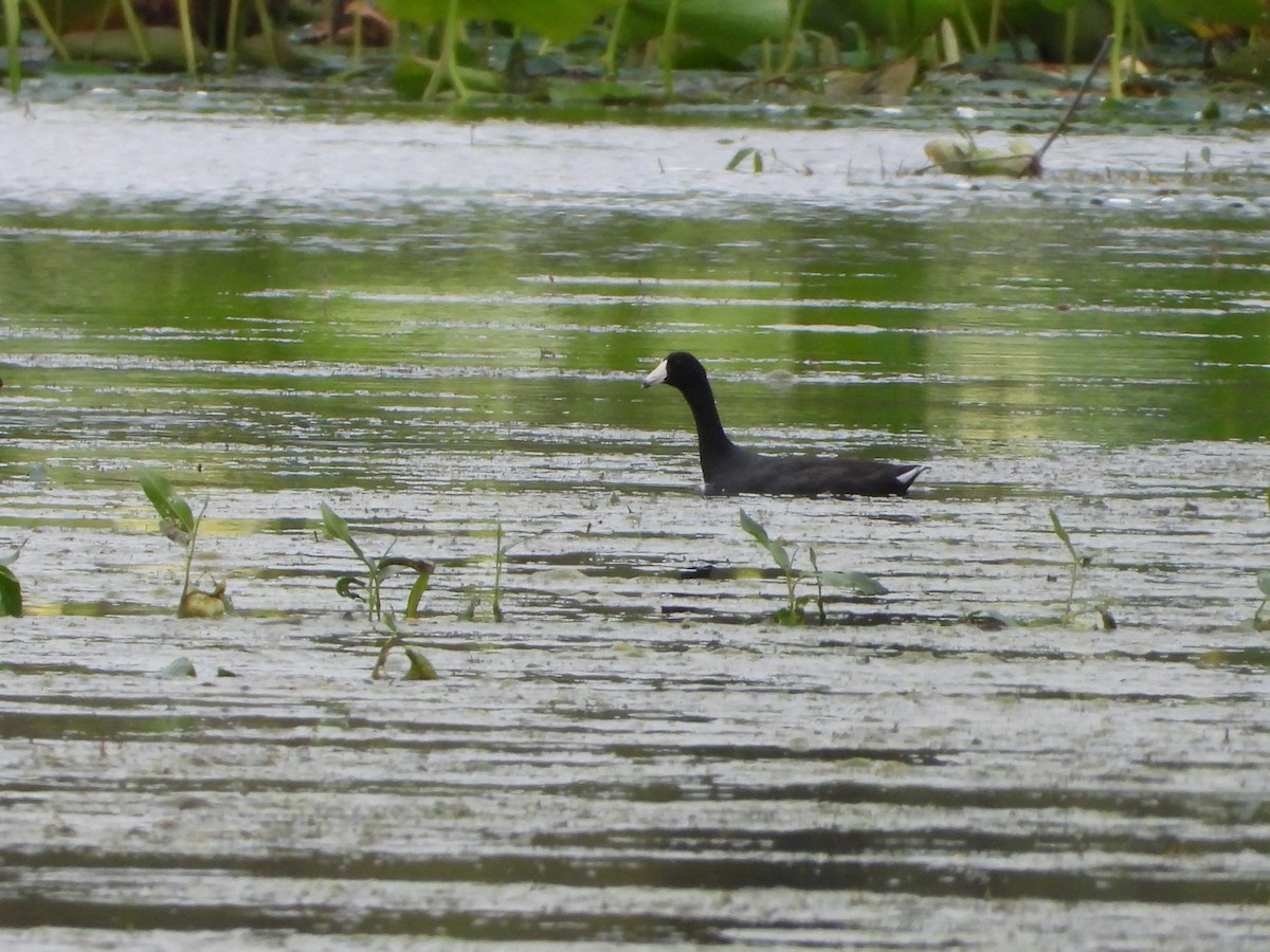 American Coot - ML606961211