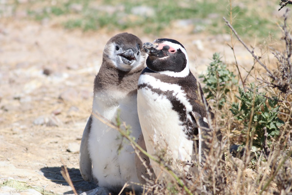 Magellanic Penguin - ML606961411